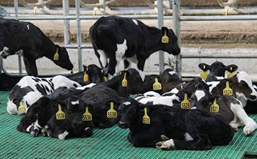8条黄牛饲养黄金法则 让牛健康快速的长