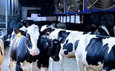 新东移动挤奶车，推动乡村畜牧养殖业新发展