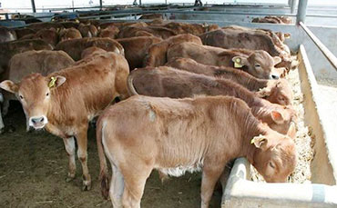 牛传染性角膜炎的防治