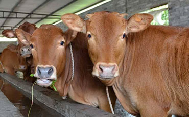 奶牛培育之青年牛需要更多的蛋白