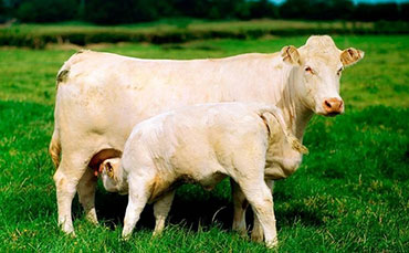 鲜牛奶储存罐在牧场中的功能和作用